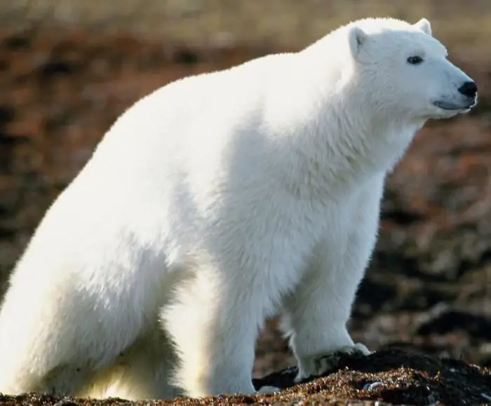 L'animal le plus lourd du monde. Combien pèsent la baleine bleue, l'éléphant et l'hippopotame