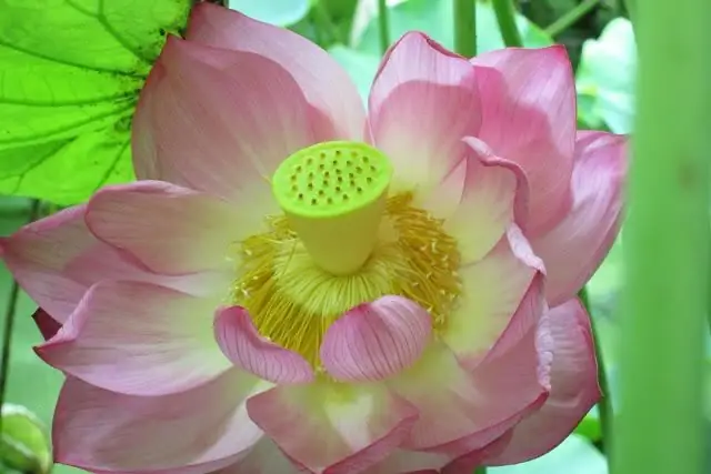 De belangrijkste onderdelen van een bloem zijn De belangrijkste onderdelen van een bloem zijn de stamper en meeldraden