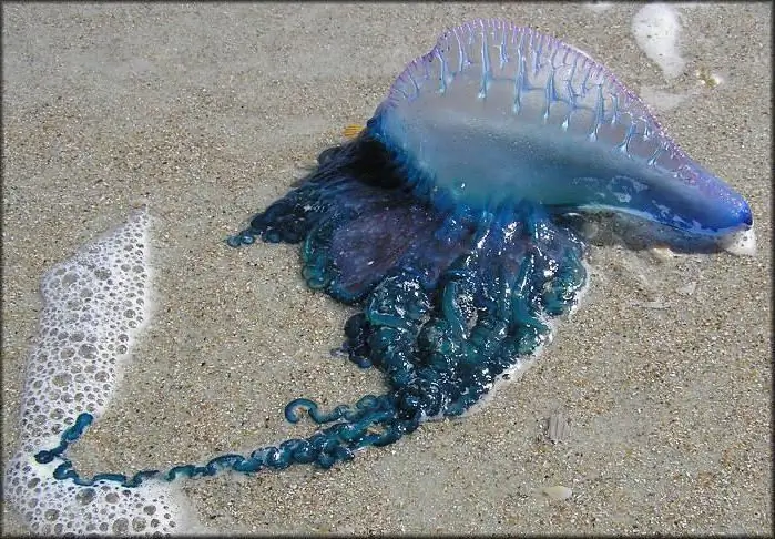 The most interesting facts about jellyfish. Jellyfish: interesting facts, types, structure and features