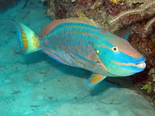 loros de pescado