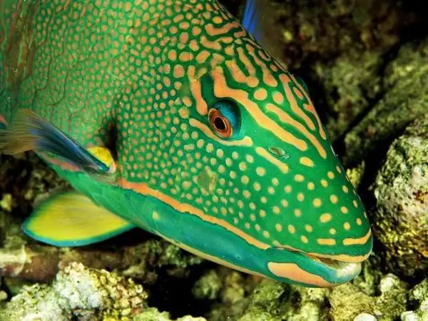 peces de acuario loros