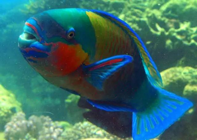 fish parrot aquarium