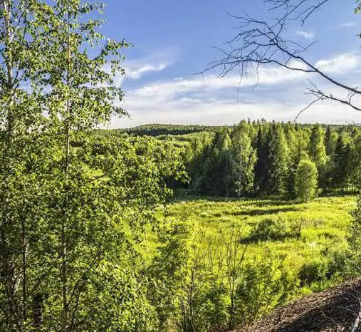 Planten en dieren van het Rode Boek van het Perm-gebied: foto, lijst