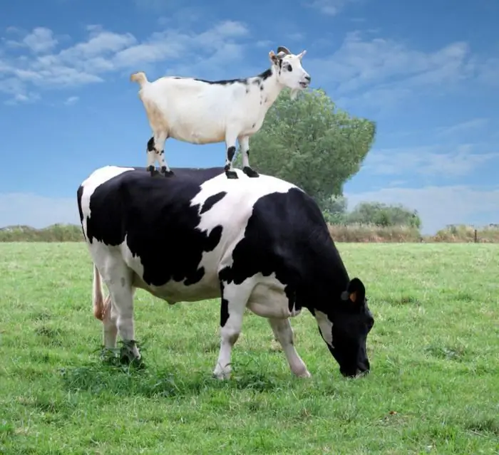 ¿Por qué una vaca caga con una tortilla y una cabra con guisantes? ¡La pregunta es graciosa, pero la respuesta es seria