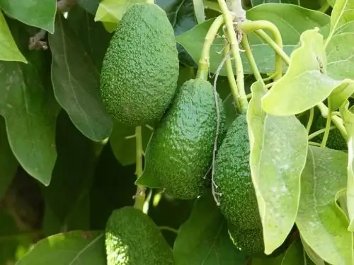 Avocado - txiv hmab txiv ntoo lossis zaub? Koj muaj lus nug, peb muaj lus teb