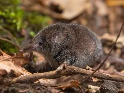 röd bok av ryssland jätte shrew