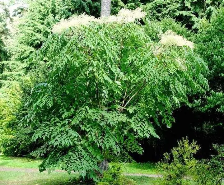 Aralia high: popis rastliny, vlastnosti pestovania, liečivé vlastnosti, aplikácia, fotografia