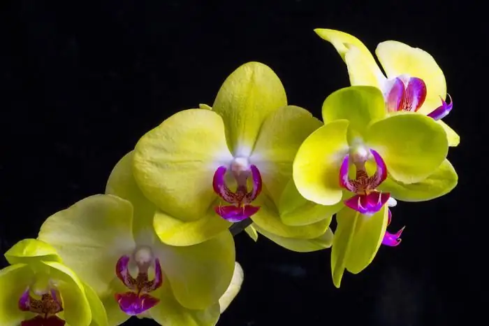 Yellow orchids - a symbol of what? Bouquet of yellow orchids