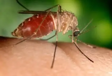 Wildlife: why do mosquitoes drink blood and why do they die?