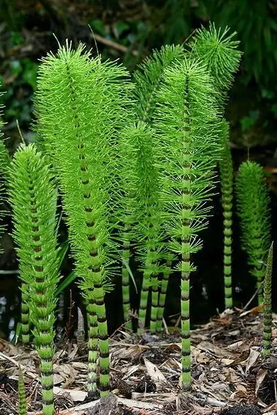 Il significato degli equiseti nella vita umana, il loro ruolo nella natura