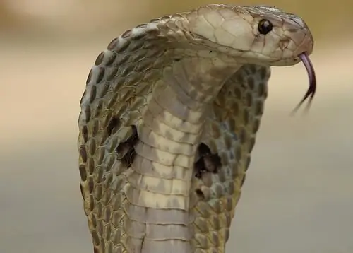 Serpiente cobra - datos interesantes. La cobra real como serpiente es muy peligrosa y rápida